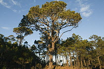 Hispaniolan Pine (Pinus occidentalis) in cloud forest, Valle Nuevo National Park, Dominican Republic