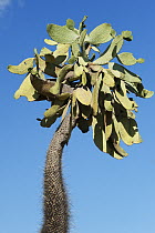 Cactus (Consolea moniliformis), Lago Enriquillo National Park, Dominican Republic