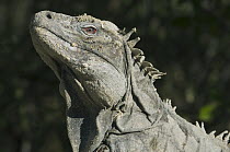 Ricord's Iguana (Cyclura ricordi), Lago Enriquillo National Park, Dominican Republic