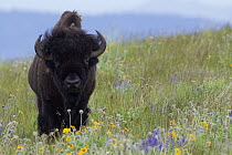 American Bison (Bison bison) bull amid wildflowers, National Bison Range, Moise, Montana