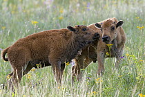 American Bison (Bison bison) calves nuzzling, National Bison Range, Moise, Montana