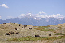 American Bison (Bison bison) herd in grassland, National Bison Range, Moise, Montana