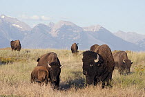 American Bison (Bison bison) bull with females, National Bison Range, Moise, Montana