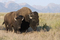 American Bison (Bison bison) male and female, National Bison Range, Moise, Montana