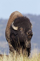 American Bison (Bison bison) bull smelling air for receptive females, National Bison Range, Moise, Montana