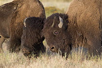 American Bison (Bison bison) bulls fighting, National Bison Range, Moise, Montana