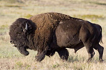 American Bison (Bison bison) bull tasting air for receptive females, National Bison Range, Moise, Montana