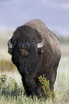 American Bison (Bison bison) bull displaying, National Bison Range, Moise, Montana