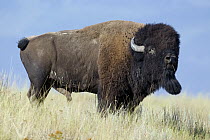 American Bison (Bison bison) bull, National Bison Range, Moise, Montana