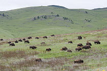 American Bison (Bison bison) herd in grassland, National Bison Range, Moise, Montana