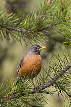 American Robin (Turdus migratorius), Troy, Montana