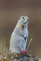 Arctic Ground Squirrel (Spermophilus parryii) standing guard, Denali National Park, Alaska