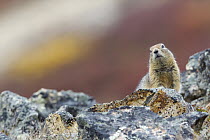 Arctic Ground Squirrel (Spermophilus parryii), Denali National Park, Alaska