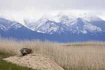 American Badger (Taxidea taxus) at den in grassland, National Bison Range, Moise, Montana