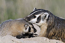American Badger (Taxidea taxus) mother nuzzling kit, National Bison Range, Moise, Montana
