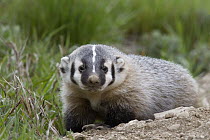 American Badger (Taxidea taxus) kit, National Bison Range, Moise, Montana