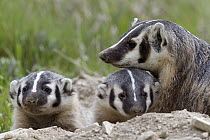 American Badger (Taxidea taxus) mother with kits, National Bison Range, Moise, Montana