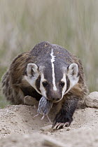American Badger (Taxidea taxus) with prey, National Bison Range, Moise, Montana