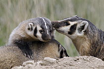 American Badger (Taxidea taxus) mother with kits, National Bison Range, Moise, Montana