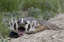American Badger (Taxidea taxus) yawning, National Bison Range, Moise, Montana