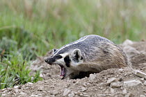 American Badger (Taxidea taxus) in defensive posture, National Bison Range, Moise, Montana