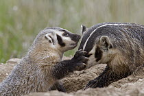 American Badger (Taxidea taxus) mother playing with kit, National Bison Range, Moise, Montana