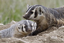American Badger (Taxidea taxus) mother with kit, National Bison Range, Moise, Montana