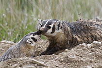 American Badger (Taxidea taxus) kit nuzzling mother, National Bison Range, Moise, Montana