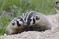 American Badger (Taxidea taxus) kits nuzzling, National Bison Range, Moise, Montana