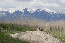 American Badger (Taxidea taxus) at den, National Bison Range, Moise, Montana