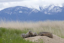 American Badger (Taxidea taxus) mother and kits at den, National Bison Range, Moise, Montana