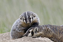American Badger (Taxidea taxus) kit playing with mother, National Bison Range, Moise, Montana