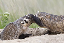 American Badger (Taxidea taxus) mother playing with kit, National Bison Range, Moise, Montana