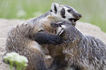 siAmerican Badger (Taxidea taxus) kits playing, National Bison Range, Moise, Montana
