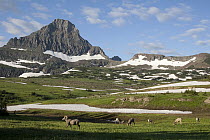 Bighorn Sheep (Ovis canadensis) group in alpine meadow, Glacier National Park, Montana