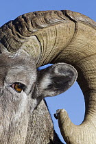 Bighorn Sheep (Ovis canadensis) ram, detail of ear and horn, Jasper National Park, Alberta, Canada