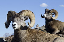 Bighorn Sheep (Ovis canadensis) rams, Jasper National Park, Alberta, Canada