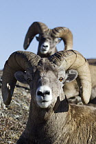 Bighorn Sheep (Ovis canadensis) rams, Jasper National Park, Alberta, Canada