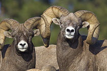 Bighorn Sheep (Ovis canadensis) rams, Mission Valley, western Montana