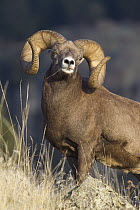 Bighorn Sheep (Ovis canadensis) ram, Mission Valley, western Montana