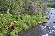 Grizzly Bear (Ursus arctos horribilis) along river, Brooks Falls, Alaska