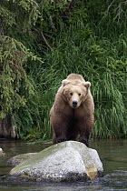 Grizzly Bear (Ursus arctos horribilis) on rock in river, Brooks Falls, Alaska