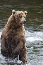 Grizzly Bear (Ursus arctos horribilis) standing in river looking for salmon, Brooks Falls, Alaska