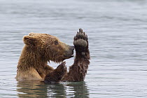 Grizzly Bear (Ursus arctos horribilis) bathing in river, Brooks Falls, Alaska