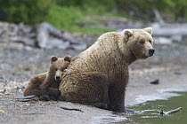 Grizzly Bear (Ursus arctos horribilis) cub leaning against mother, Brooks Falls, Alaska