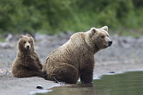 Grizzly Bear (Ursus arctos horribilis) mother with cub, Brooks Falls, Alaska