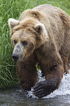 Grizzly Bear (Ursus arctos horribilis) walking in river, Brooks Falls, Alaska