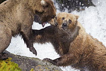 Grizzly Bear (Ursus arctos horribilis) pair fighting, Brooks Falls, Alaska