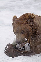Grizzly Bear (Ursus arctos horribilis) eating Sockeye Salmon (Oncorhynchus nerka), Brooks Falls, Alaska