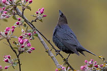 Brown-headed Cowbird (Molothrus ater) in flowering tree, Troy, Montana
